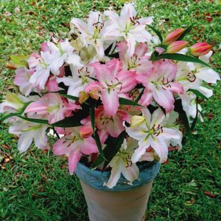 Wedding Bells Fragrant Lilies Mix Thumbnail